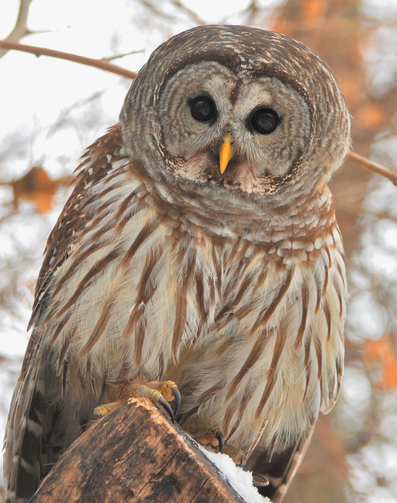 Curious barred owl